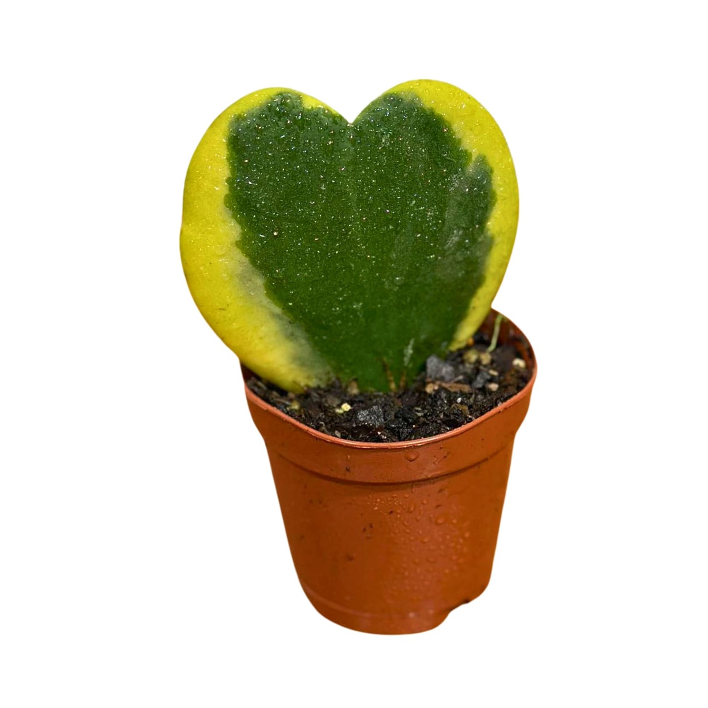 PLANTVERS Variegated Hoya Heart Kerrii in 2" Grow Pot | Sweetheart & Lucky Heart Succulent | Hoya Heart Leaf | Low Maintenance Gift for Home or Office