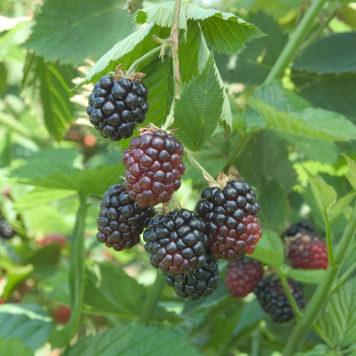 Direct Gardening Ouachita BlackBerry Bush Dormant Bare Root Fruit Bearing Starter Plant - Can't Ship to FL, MA, or SC