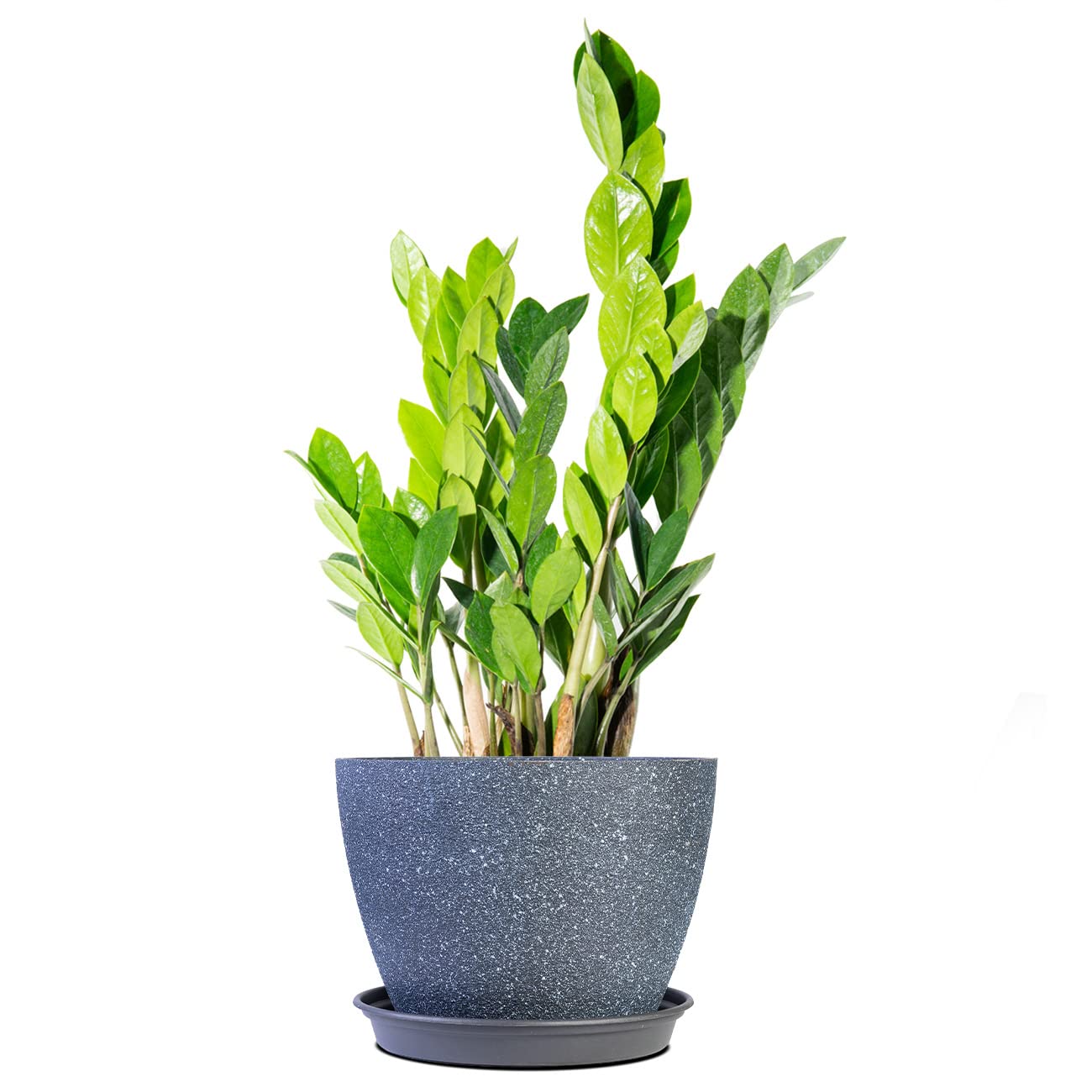 Perfect Plants ZZ Plant 6in. in Midnight Blue Décor Pot | Zamioculcas Zamiifolia | Easy Care Houseplant | Perfect for Moderate to Bright Light Conditions
