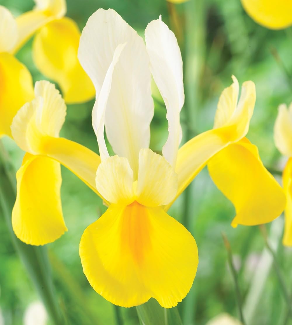 Votaniki Montecito & Miss Saigon Iris Mix Bulbs - Perennial Dutch Iris, Fragrant Blooms | Spring Flowering 15x Montecito and 15x Miss Saigon Iris Bulbs - Easy to Grow (30 Pack)