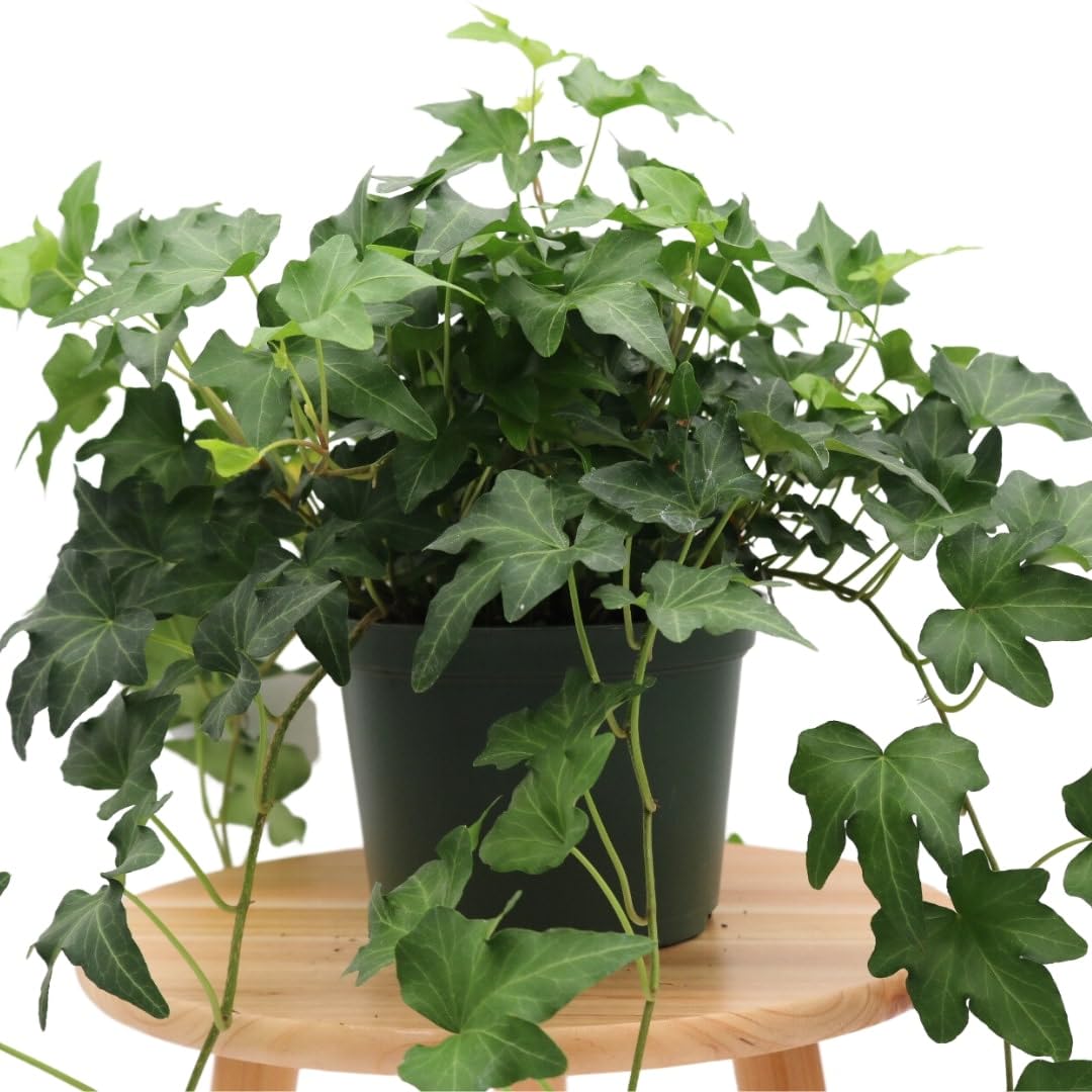 American Plant Exchange English Ivy 'Needlepoint' – 6-Inch Pot, Live Trailing Vine, Low-Maintenance Air-Purifying Houseplant for Hanging Baskets, Shelves & Indoor Home or Office Décor