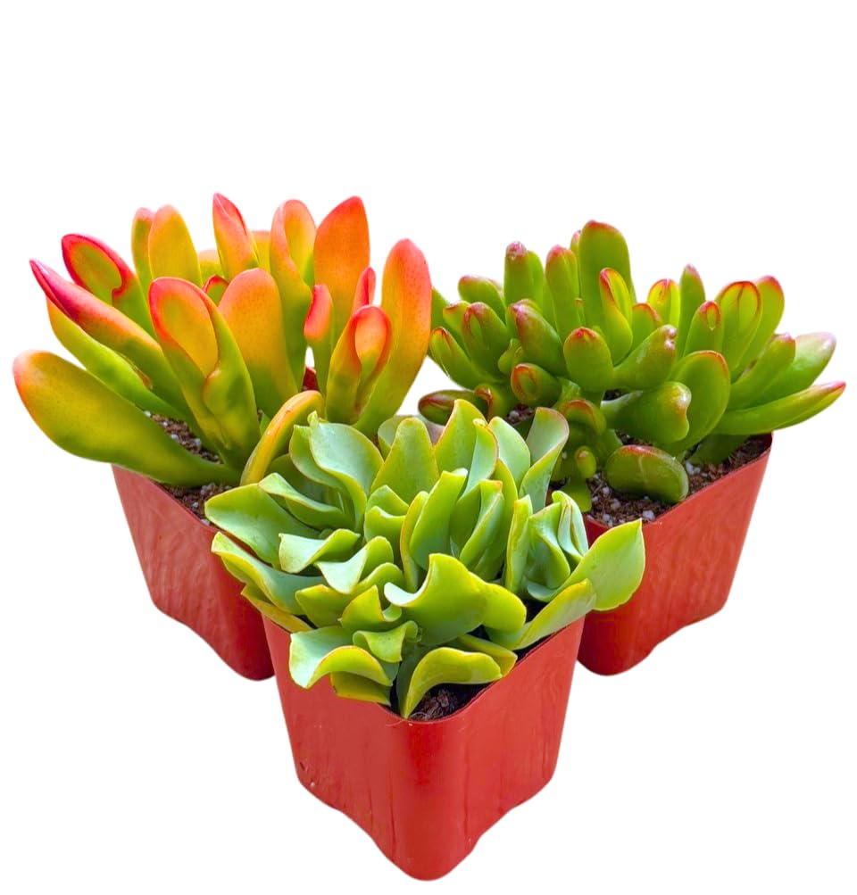 Succulents Plants Live Jade Plant 2" 3-Pack Mystery Collection, Live Jade Plant Starter Collection, Live Succulent Plants in Grower Pots with Succulent Soil Mix by The Succulent Cult