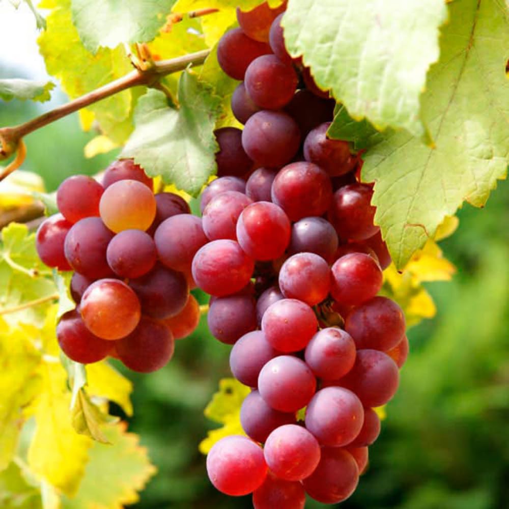 Grape Vine Plant Live for Planting Outdoors, Grape Plant Live Grape Tree to Grow 1-2 Years Old Well-Rooted, Black Grape Fruit Tree Live Plant (Red Grape)