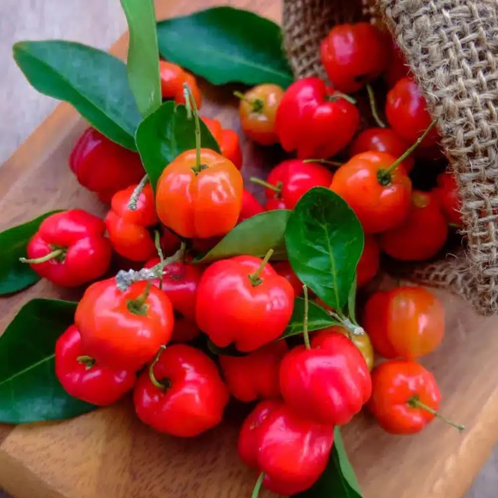 2 Dwarf Barbados Cherry Trees Live Plants 5-9 Inch Tall, Acerola Barbados Cherry Plant Live for Planting Ornamental Garden, No Pot
