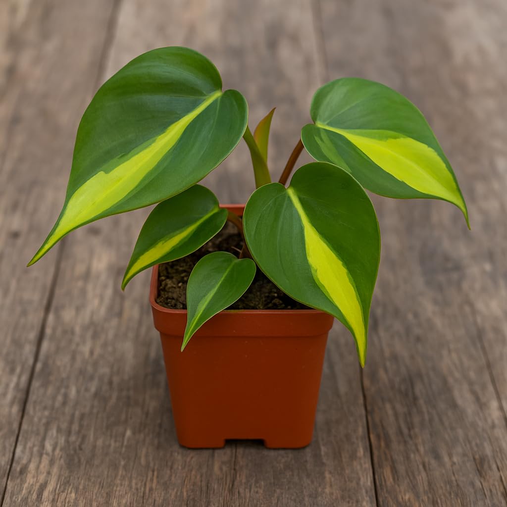 Limefire Philodendron Live Indoor Plant - Brasil Philodendron – Live Starter Plant in 2 Inch Pot - Striking Variegated Foliage with Bold Yellow-Green Centers