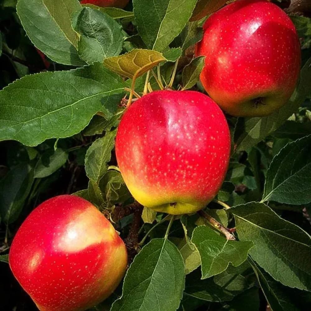 Gala Apple Tree Live Plant, Apple Plant Live for Planting, 2-3 Feet Tall, Bareroot Dormant, Live Apple Tree Plant Live, Sweet Apple Fruit Tree Ready to Grow Your Garden