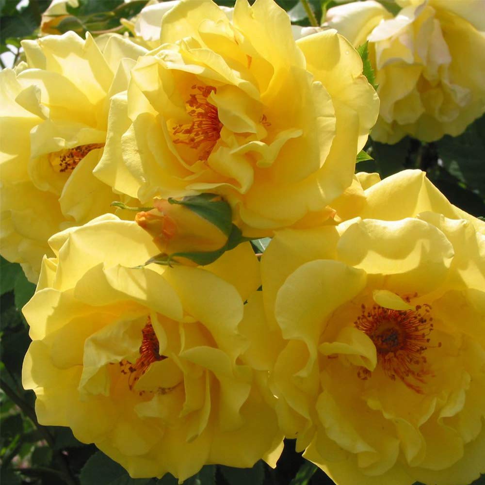Heirloom Climbing Roses, Live Own Root Plant for Outdoor Garden, Golden Gate™, Moderately Fragrant, Hardiness Zones 5-10, Repeat Blooming