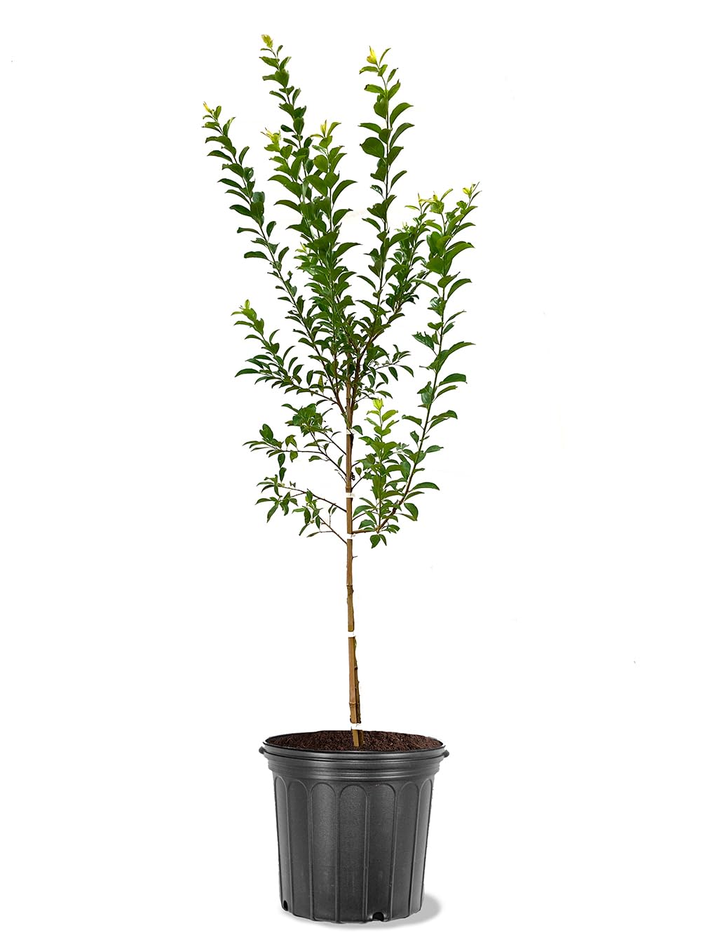 American Plant Exchange Methley Plum Tree, 5 Gallon Pot, 3-4ft Tall, Large Outdoor Landscape Garden Plant, Live Fruiting Plant, Easy-to-Grow Variety with Sweet Juicy Plums