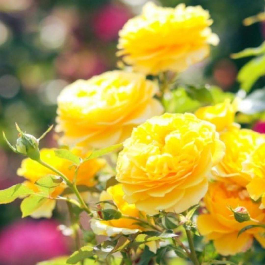 Fragrant Climbing Rose Live Plant, Well Rooted 5-9" Tall, No Leaf, Indoor Outdoor Climber, Rose Bush, Hybrid Tea Rose Like (Yellow)