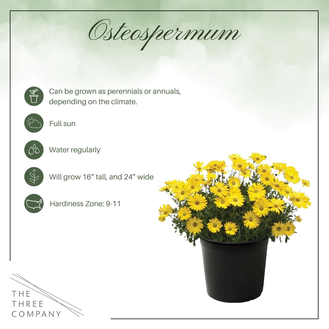 Live Flowering Osteospermum Plant - Yellow (3 Plants Per Pack) - Beautiful African Daisies - Early Spring Color - 12" Tall by 5" Wide in 1 Qt Pot