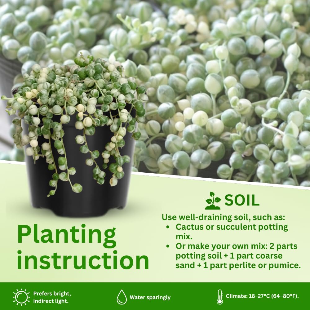 String Plant Live 4 Inch Pot, Rare Succulents Plants in Hanging Baskets, Trailing Succulent Houseplant for Home Office (Variegated String of Pearls)