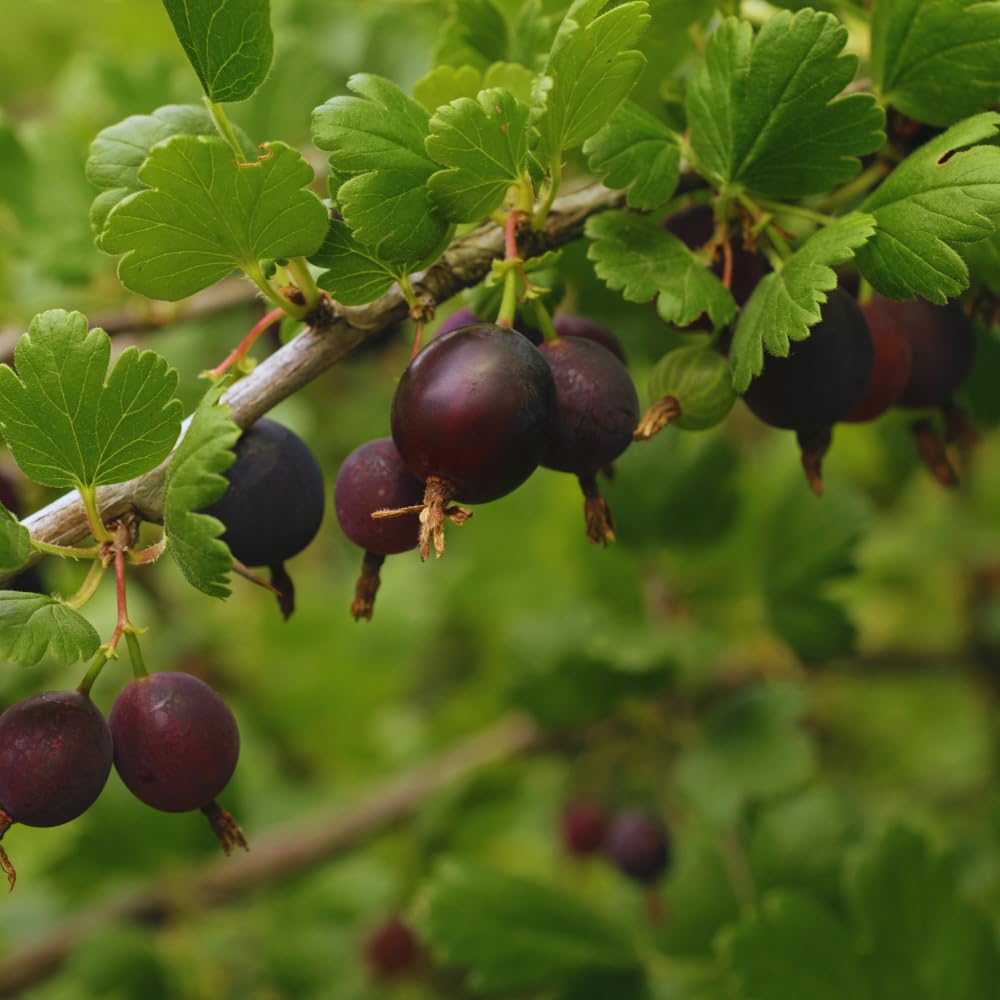 Gooseberry Plant Live for Planting, Gooseberry Bushes Live Plant, 5 to 10 Inc Tall (Black)