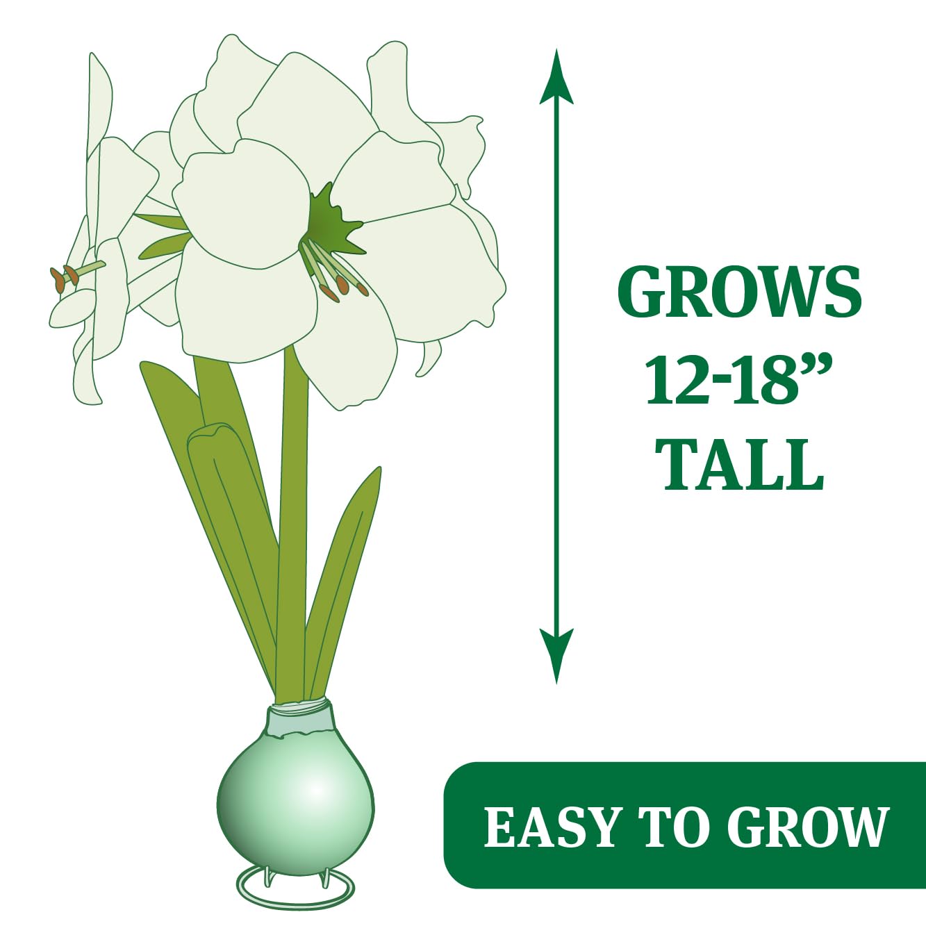 Bunny Tails Waxed Amaryllis Flower Bulb with Stand, Grow Real Blooming Indoor Spring Flowers, No Water Needed
