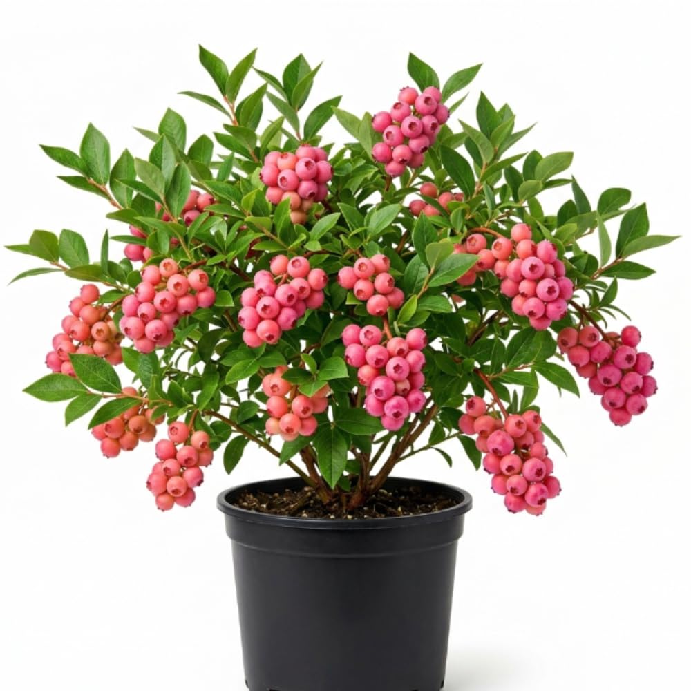 Blueberry Bush Plant Live, 1-2 Feet Tall, Hardy Pink Lemonade Blueberry Live Plant for Planting, Gal Potted, Well-Rooted, Live Plant in 1 Gallon Pot, No to CA