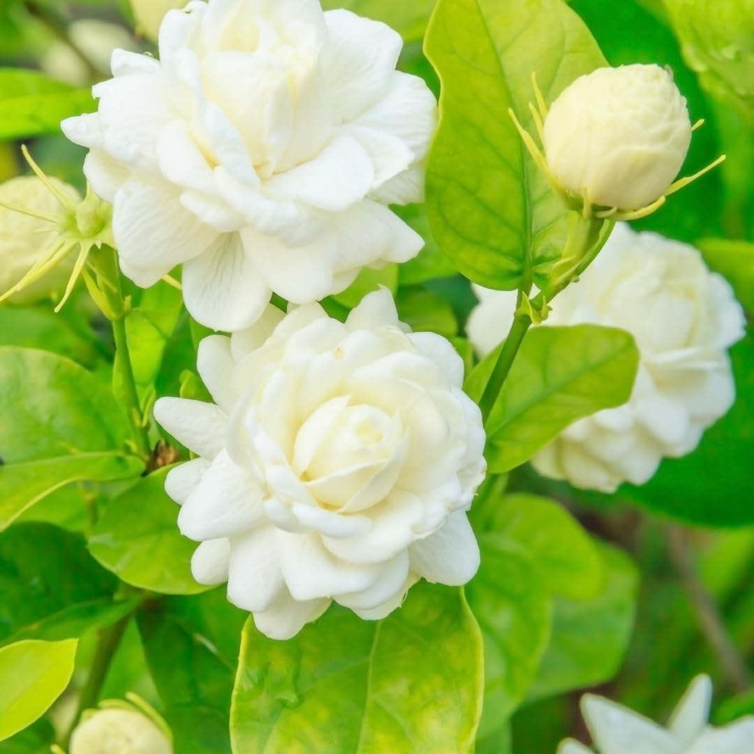 Grand Duke Jasmine Plant | Tuscany Jasmine Plant | Size 5 to 8 Inch Tall | Fragrant Flowering Jasmine | Year Round Blooming | Well Rooted