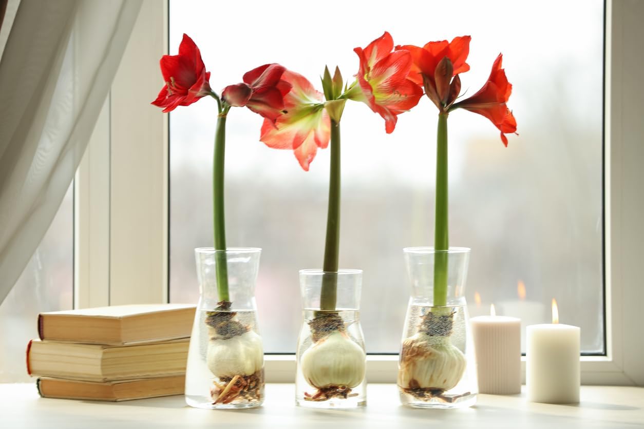 Striped Echo Amaryllis Bulb - Triple Blooms with Red Stripes on White Flowers - 28-30 cm Bare Root Bulb - Stunning Unique Flower for Indoor & Outdoor Décor