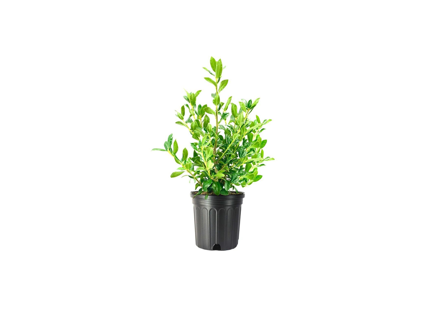 Needlepoint Chinese Holly I 2 Large Trade Gallon Size Plants I Live Evergreen Shrub with Unique Needle-Like Leaves for Hedging, Privacy, and Landscaping
