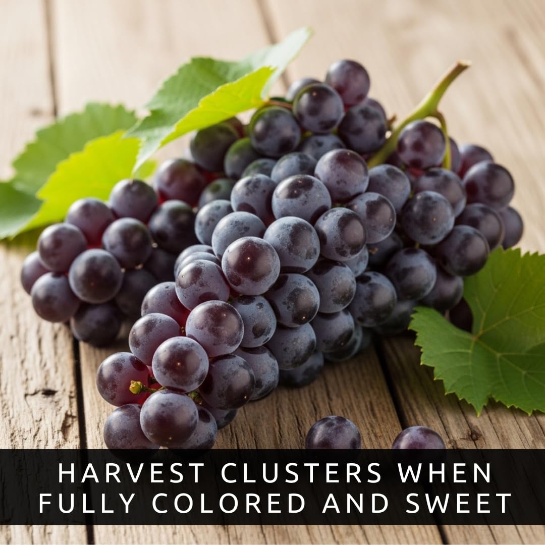 Concord Grape Vine Plants – Cold Hardy Purple Grapes for Home Gardens – Sweet Grapes for Fresh Eating, Juice & Jellylants for Growing - (3 Plants)