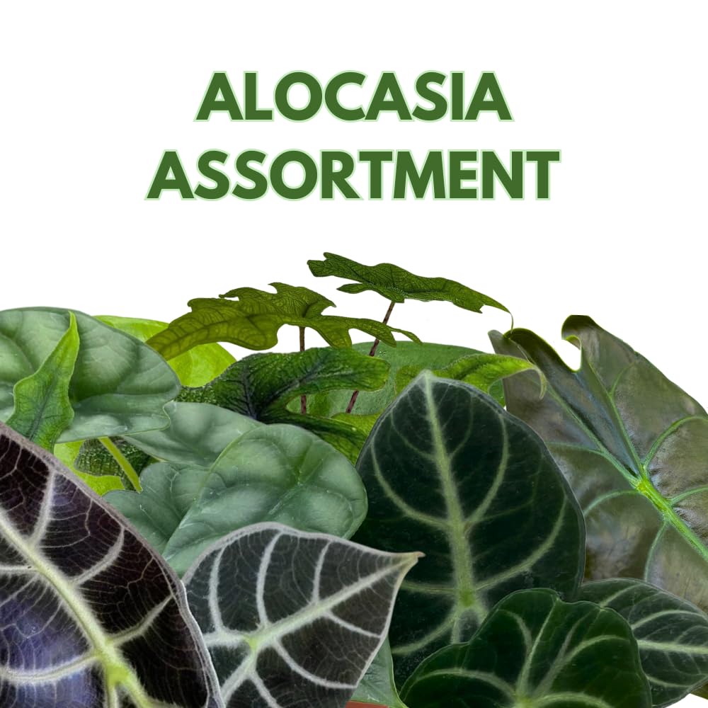 BubbleBlooms Jewel Alocasia Assortment, 3 Different Alocasias in 4 inch pots Grower's Choice