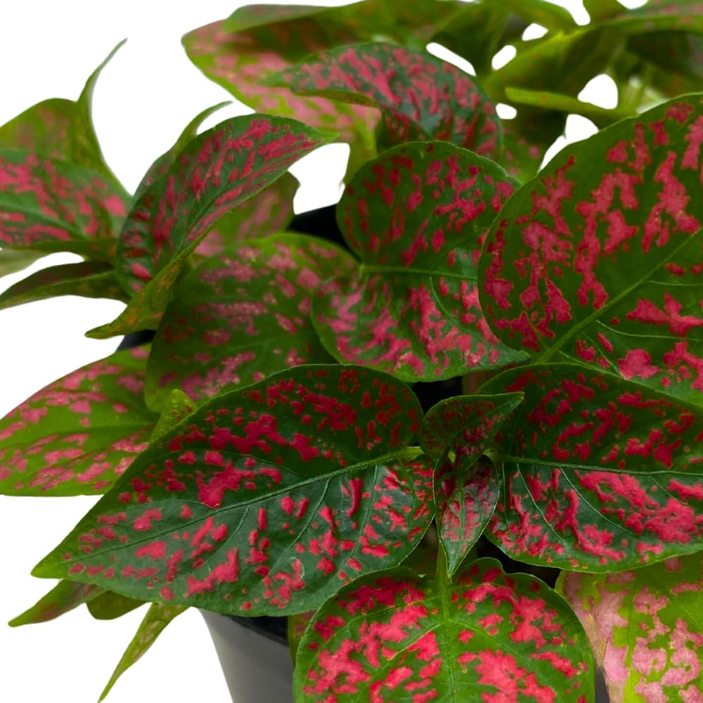 BubbleBlooms Red Hypoestes Phyllostachya in a 4 inch Pot Polka Dot Flamingo Plant