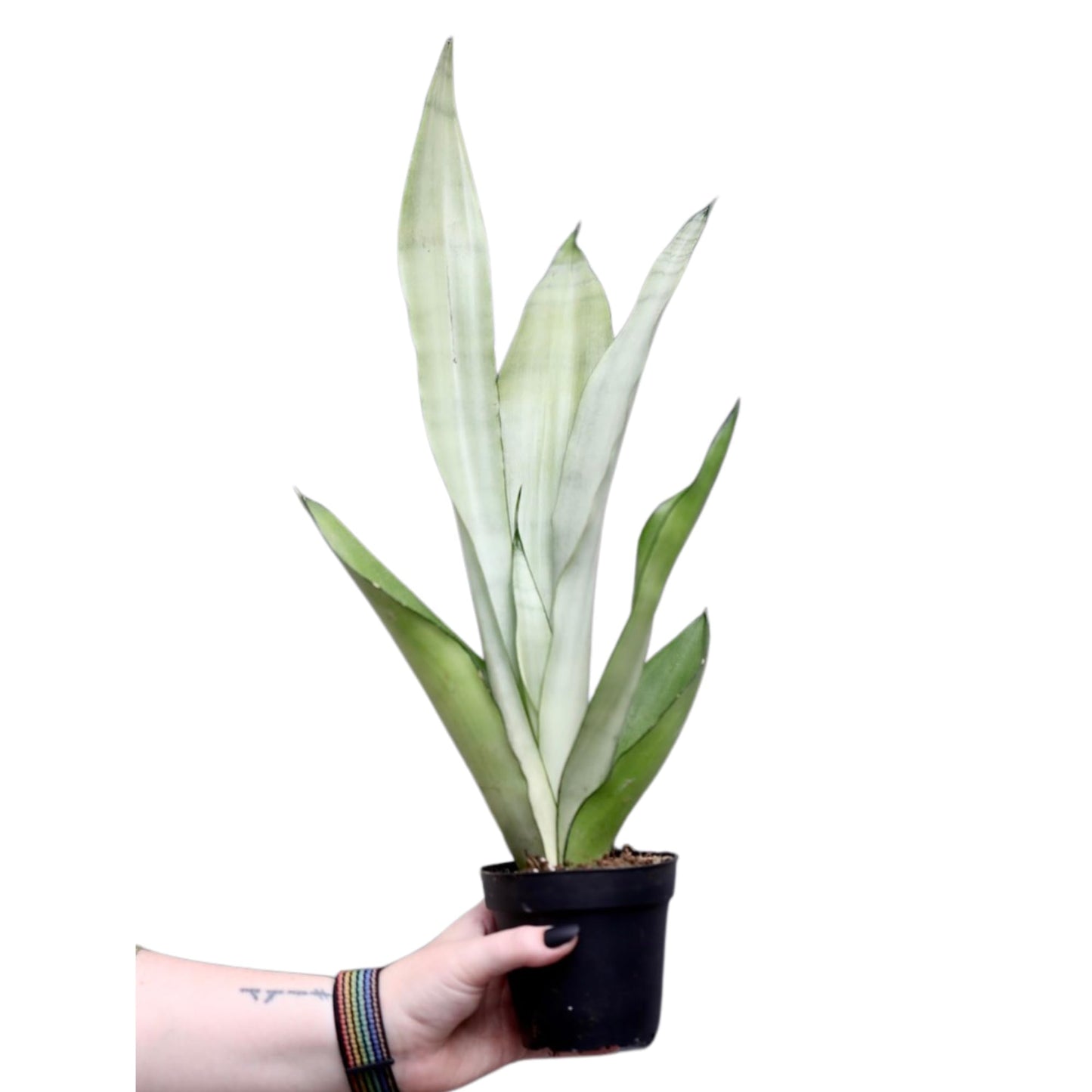 PLANTVERS Sansevieria Masoniana in a 3" Nursery Pot | 1 Plant Moonshine Snake Plant | Air Purifying | Low Light Houseplants | Cat Safe Plant