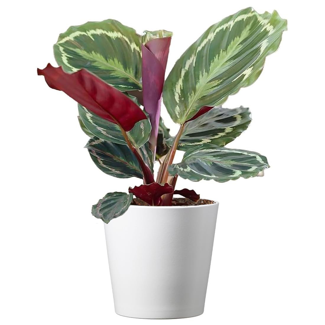American Plant Exchange Calathea Medallion - 6-Inch with Pot Cover – Live Pet-Friendly Indoor Houseplant with Wavy Green Leaves for Low-Light Homes, Offices, Bedrooms & Shelf Décor