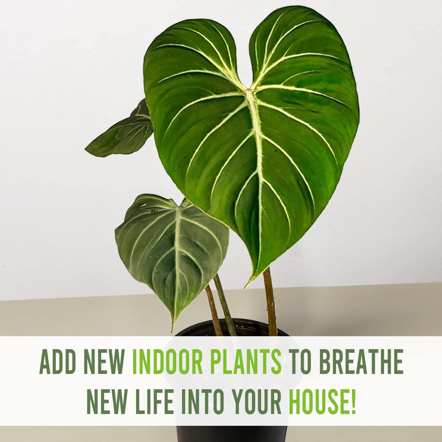 LEAL PLANTS ECUADOR Philodendron Gloriosum Zebra (Pack of 2)| Exotic Live Green Houseplant with Striking Foliage |Low Maintenance Air Purifying Elephant Ear Plant