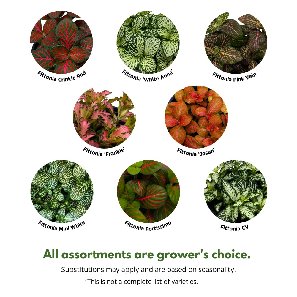 BubbleBlooms Fittonia Assortment 2 inch Pots Set of 3 Never Plant