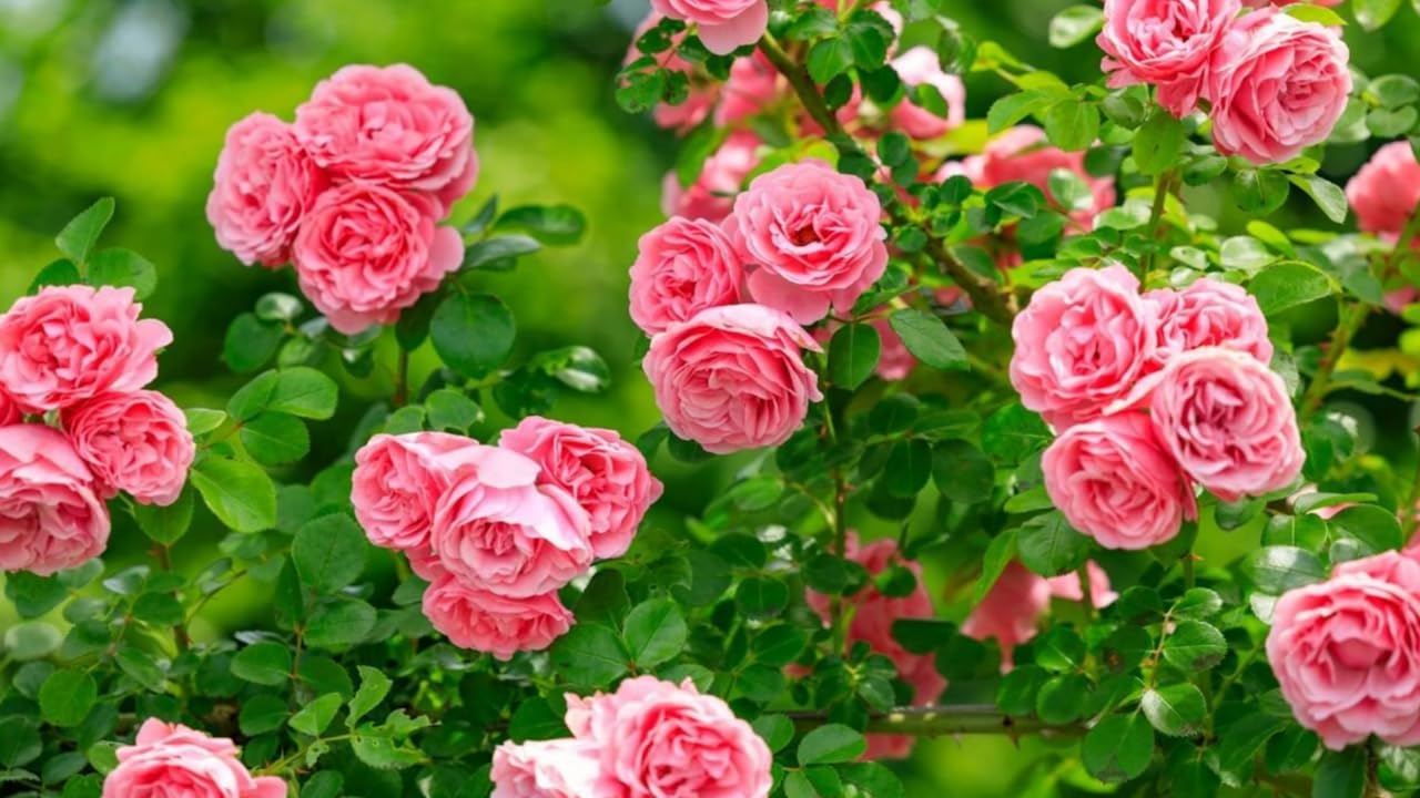 Fragrant Climbing Rose Live Plant, Well Rooted 5-9" Tall, No Leaf, Indoor Outdoor Climber, Rose Bush, Hybrid Tea Rose Like (Pink to Deep Pink)