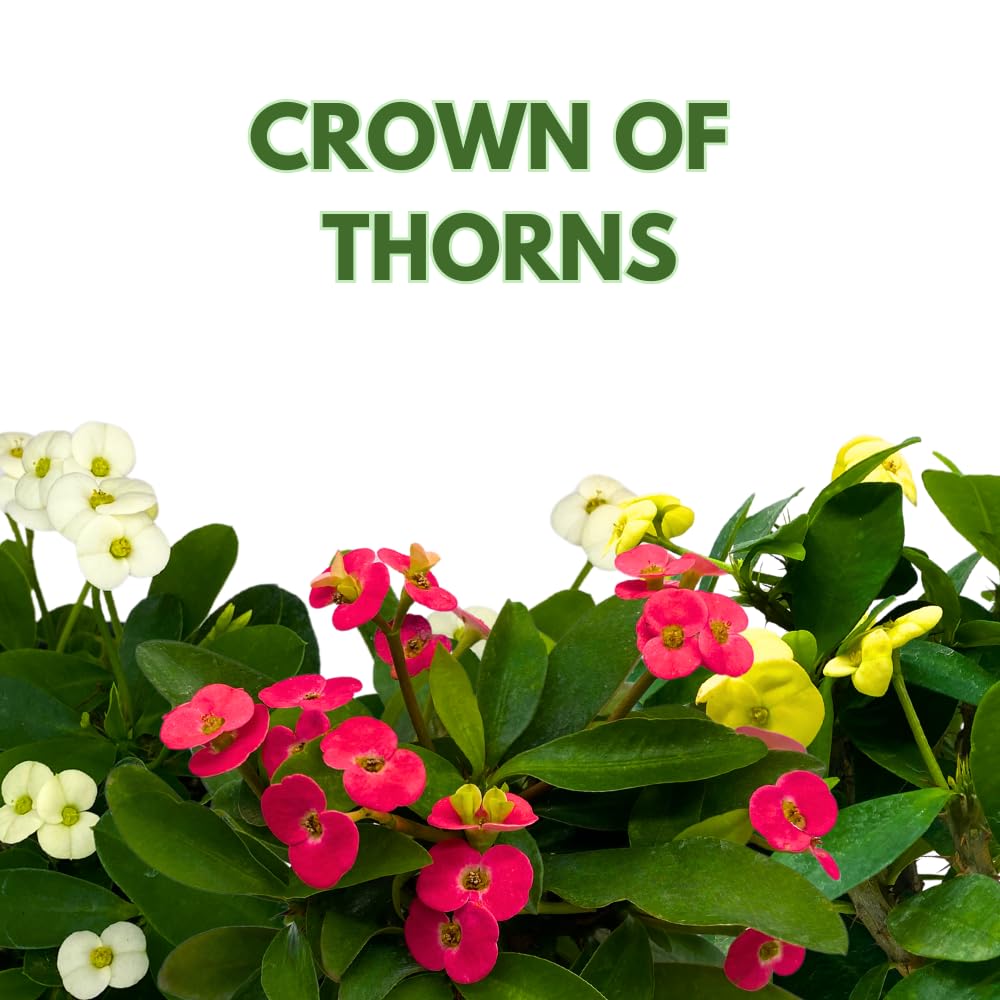BubbleBlooms Crown of Thorns, Euphorbia milii, Madagascar Christ Thorn in a 4 inch Pot