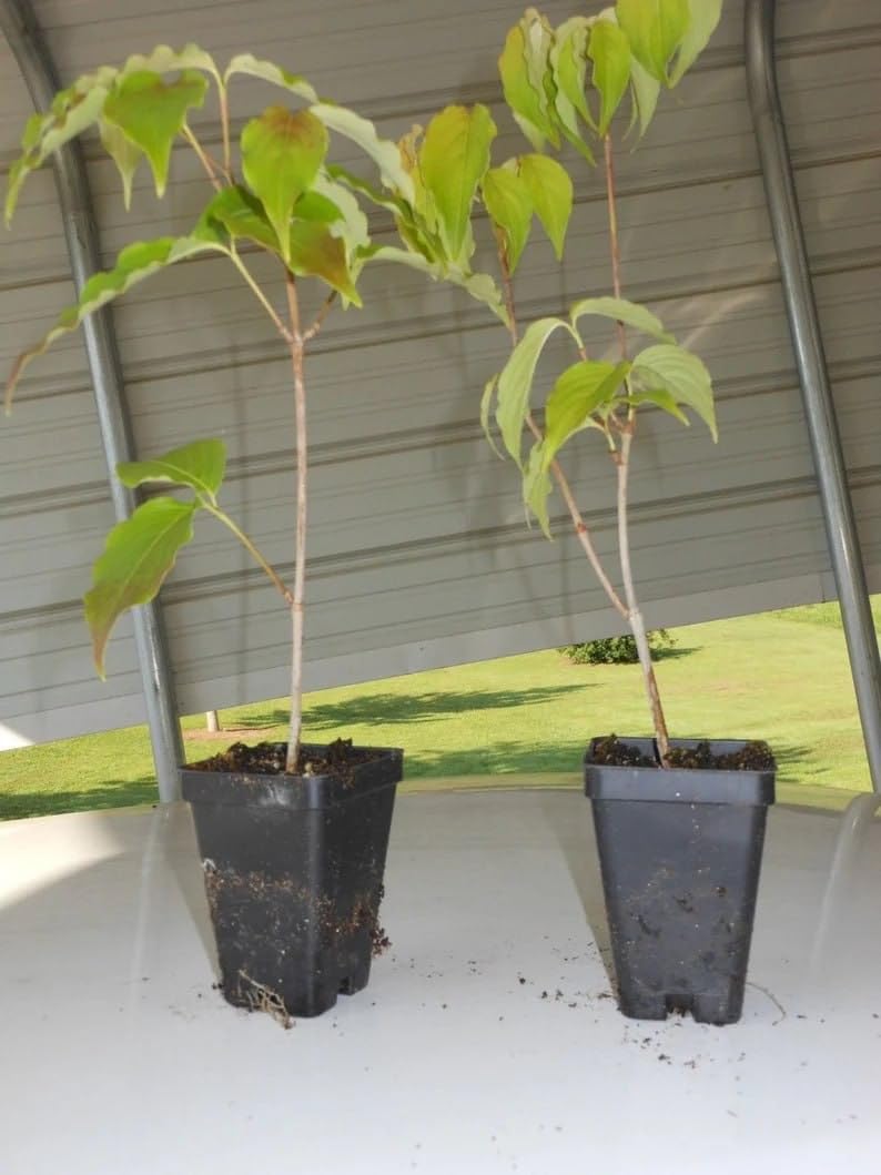 2 Kousa Japanese Dogwood Trees 12-18" Tall Live Plants in Quart Pots - Cornus Kousa