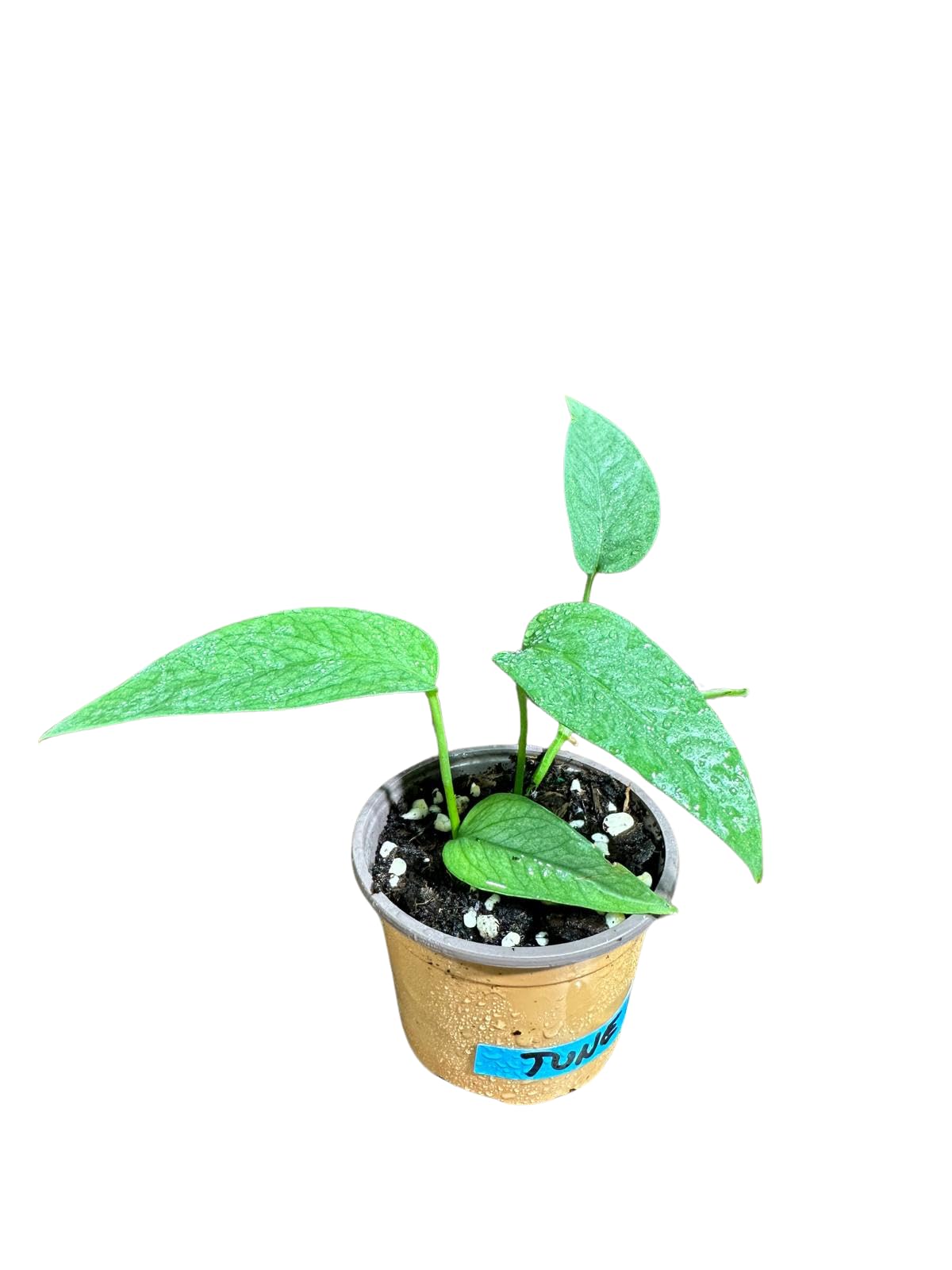 PLANTVERS Cebu Blue Pothos Live Plant – Epipremnum Pinnatum – Cebu Blue Live Vining Plant – Low Light Indoor Houseplant – Easy Tropical Climbing Plant – Air Purifying Indoor Plant (2" Nursery Pot)