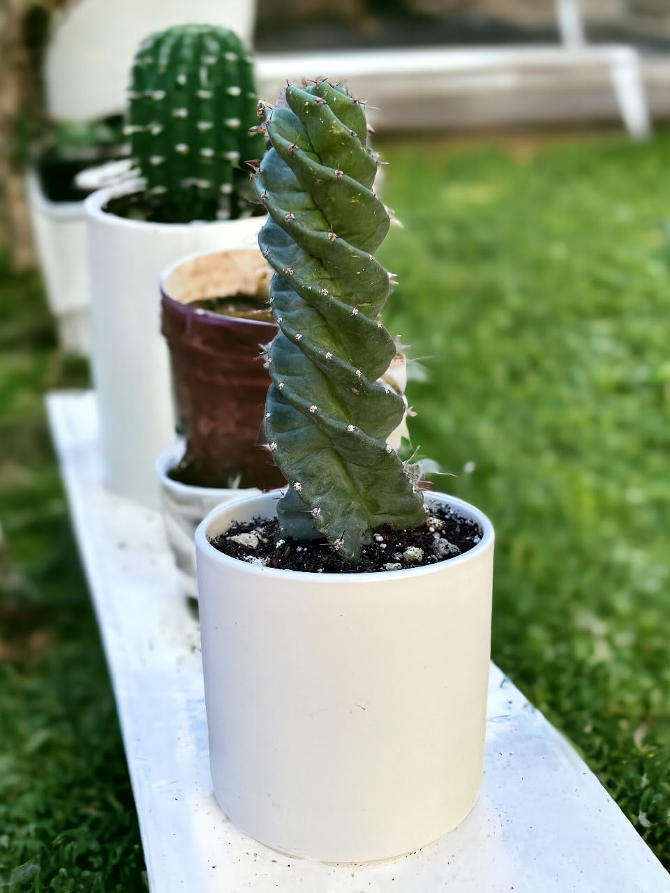 Spiral Cactus - Cereus forbesii 'Spiralis' - Twisted Rare Succulent - Tornado Cactus - Live Rooted Indoor Plants (12'')