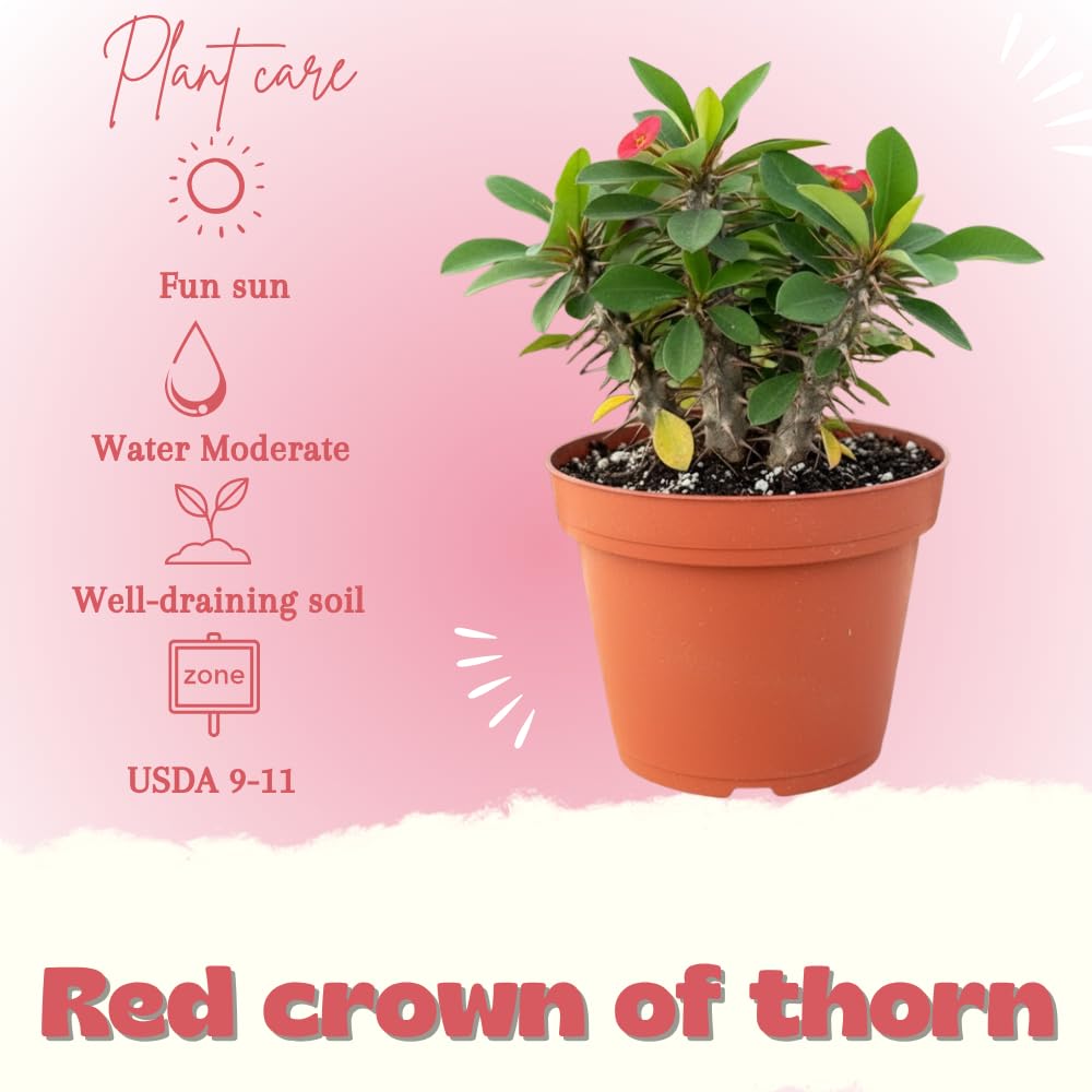 Red Crown of Thorns Live Plant in 4 Inch Pot, Euphorbia Milii Live Plants, Red Flower, 4-7 Inches Tall for Indoor Outdoor Planting