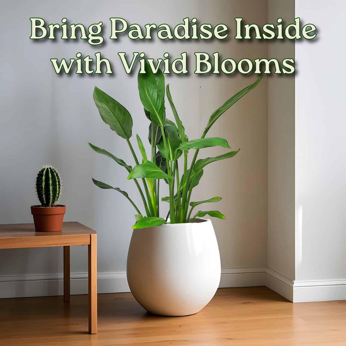 Tropical Plants of Florida Bird of Paradise Live Plant Orange Flower with Heat Pack - 3 Gallon 30 to 36 Inch Tall Indoor Outdoor Tropical Foliage Plant