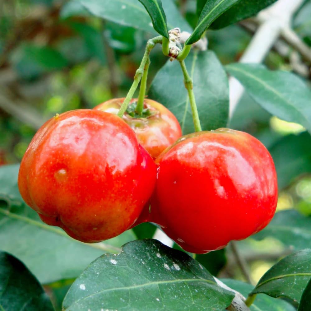2 Dwarf Barbados Cherry Trees Live Plants 5-9 Inch Tall, Acerola Barbados Cherry Plant Live for Planting Ornamental Garden, No Pot