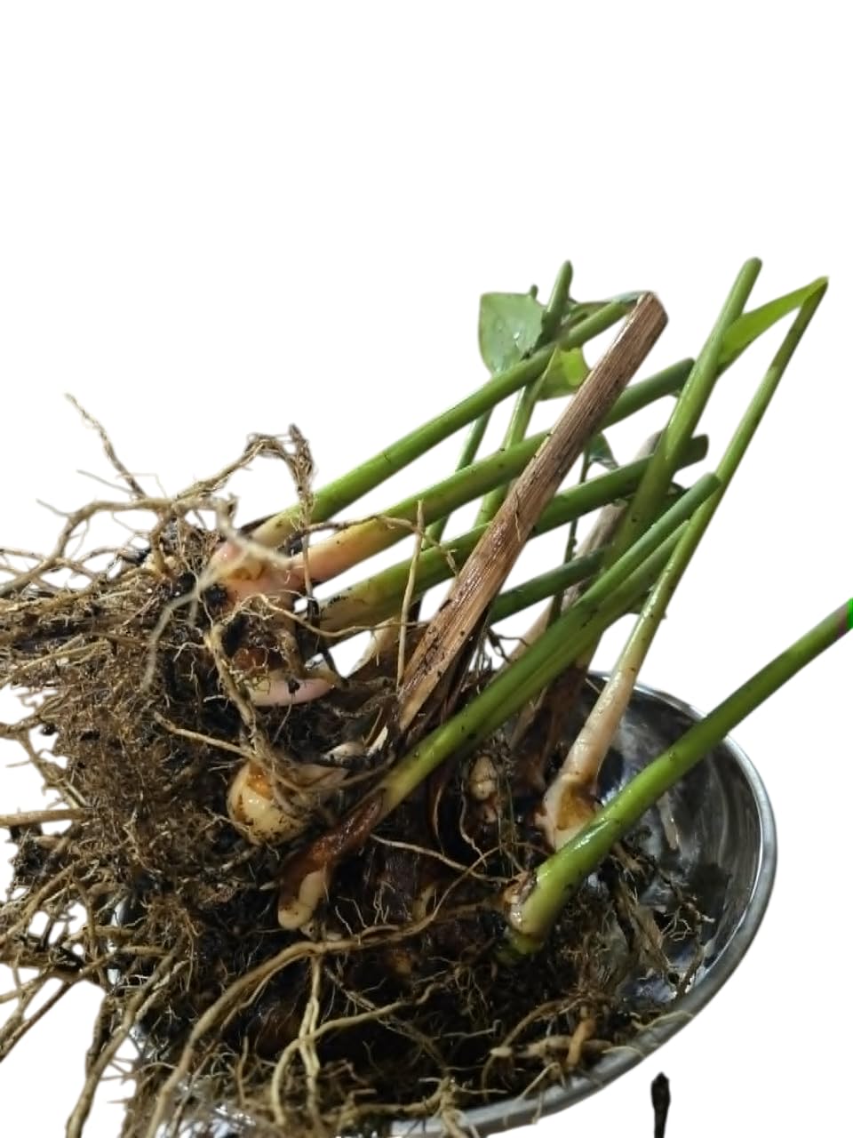 Set 4 Ginger Shampoo Plants Hawaiian Shampoo Ginger Awapuhi Zingiber Zerumbet Red Lily Gingers Roots with Stems, 5-8 Inch Tall