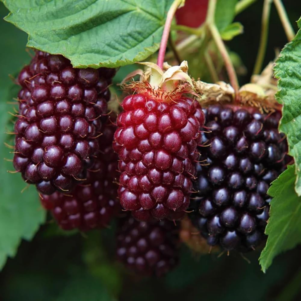 2 Boysenberry Plants Live 5 to 8 Inch Tall, Sweet Boysenberry Trees Live Plants for Planting Indoor Outdoor