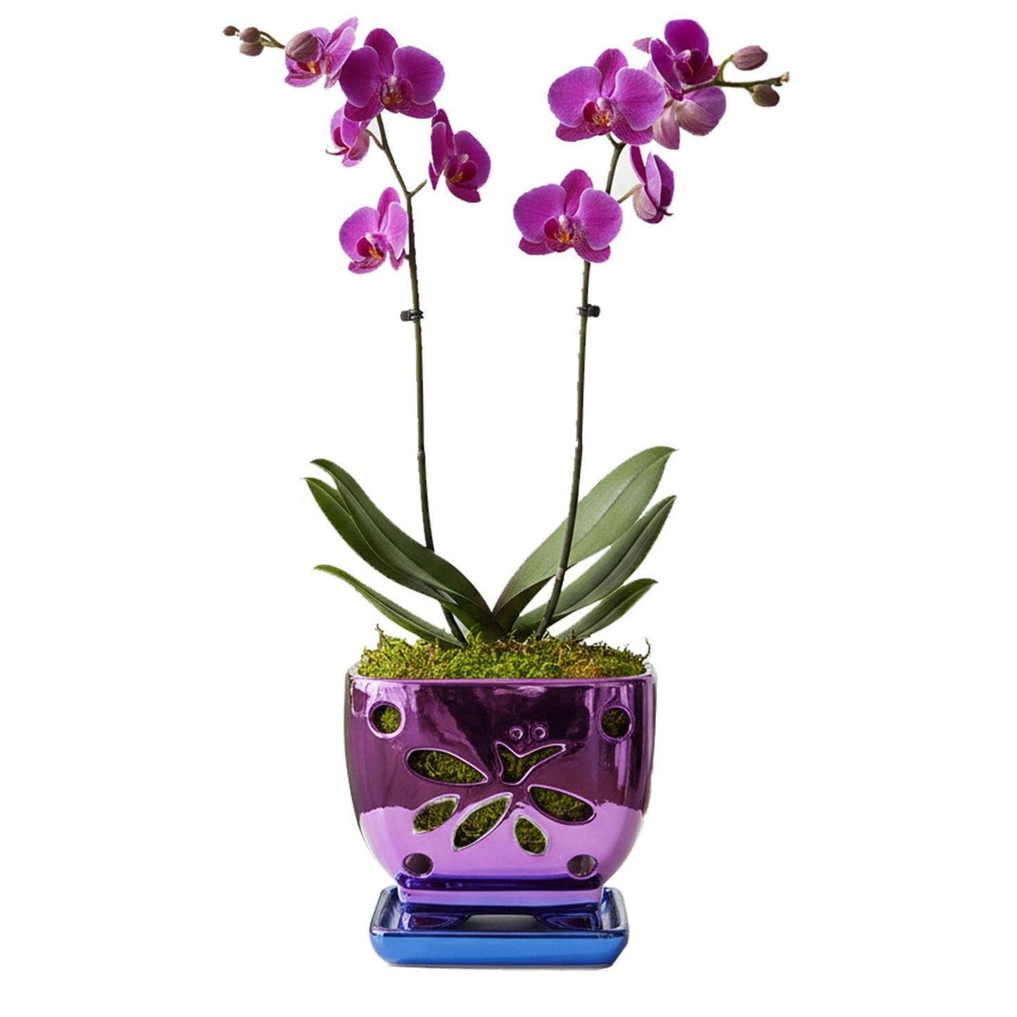 Grdthzey Orchid Pots with Holes Square Ceramic Orchid Planter Pots 5.5 inch (Purple)