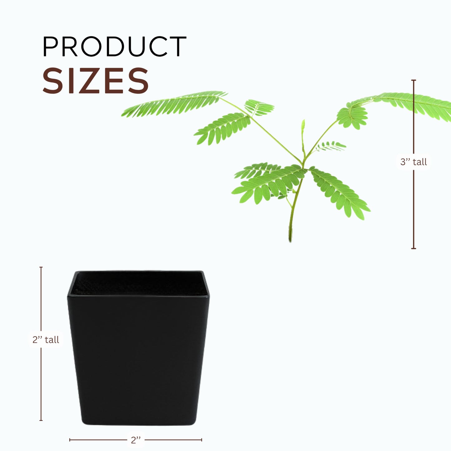 Pink Flower Persian Mimosa Silk Tree Live Starter Plant Albizia Julibrissin 2 Inch Pot (1)