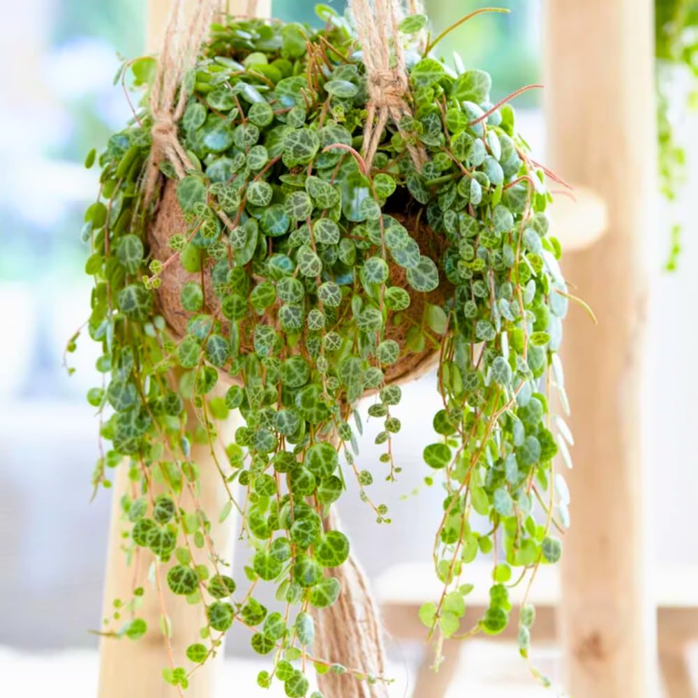 String of Turtles Plant Live, Succulent Trailing Vine, Indoor Houseplant Live in Pot