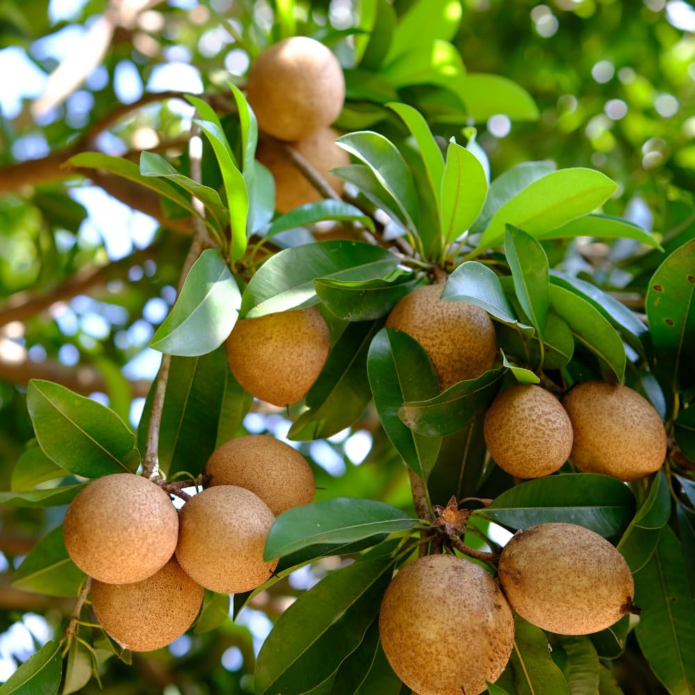 Live Sapodilla Tree, Sapodilla Tree Live Plant, 2-3 Ft Tall, 3 Gallon Pot, Tropical Fruit Plant, Sweet Edible Fruit, Ideal for Outdoor Garden, No Ship to CA