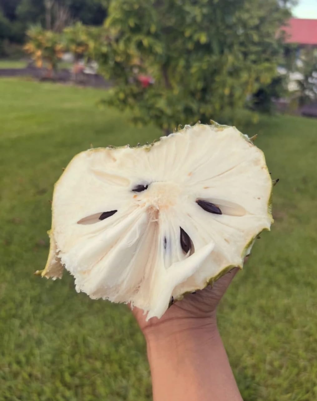 Soursop (Annona muricata graviola) Guanabana Tropical Live Fruit Tree(10in to 24in)