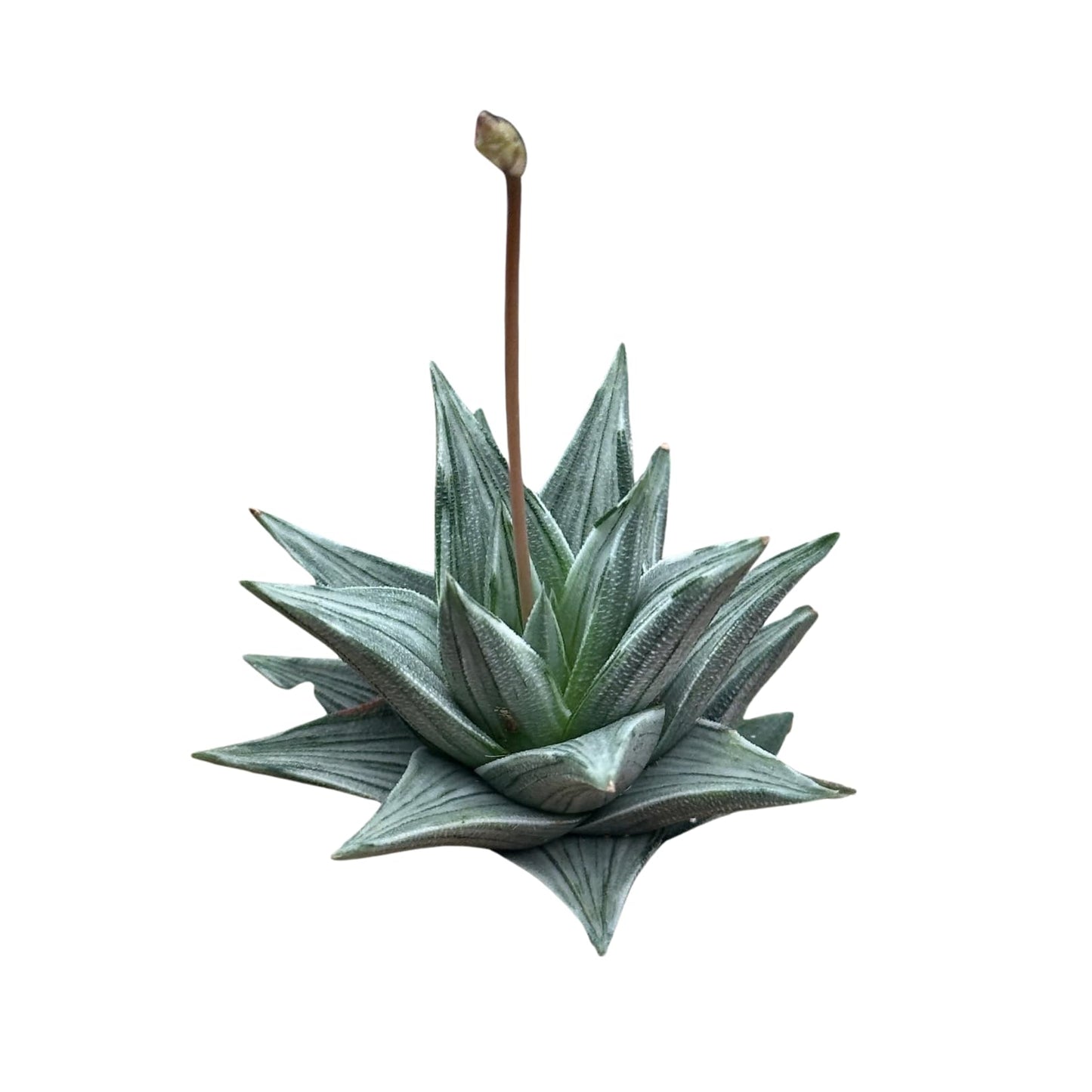 Rare Haworthia Ivory Tower White Variegata - Succulent Plants - Unique Varieties | Live Indoor Plants | Low-Maintenance | Great for Collectors, Home, Office, and Gifts