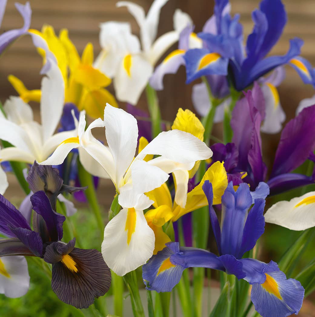 Votaniki Dutch Iris Mixed Bulbs - Perennial, Long-Lasting Blooms, Attracts to Pollinators, Iris Flowering Bulbs | Colorful Dutch Iris Bulbs for a Vibrant Garden (12 Pack)