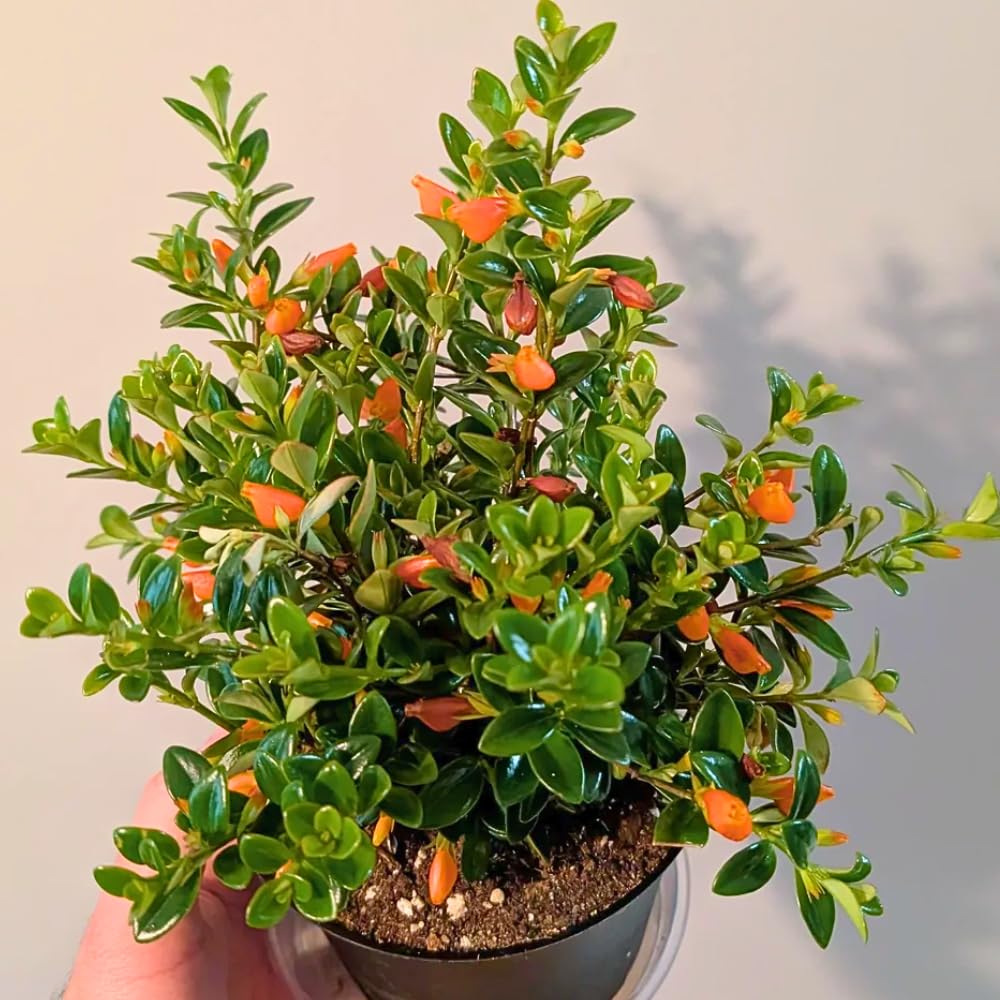 Goldfish Plants Live in 4" Pot from 4-7" Tall, Goldfish Plants Live Houseplants, Orange Flowering Trailing Plant for Indoor Outdoor Houseplant