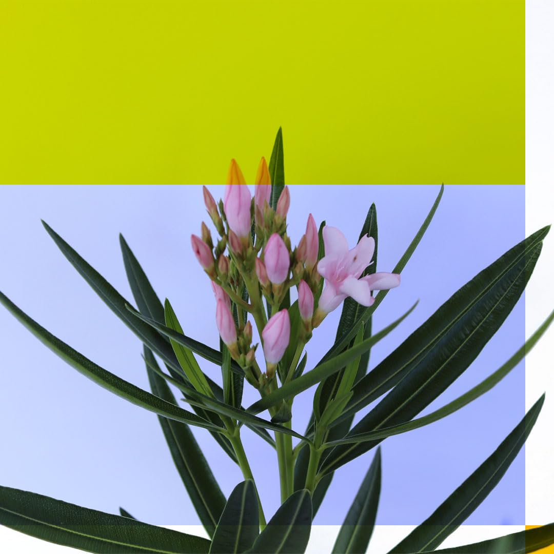 American Plant Exchange Oleander 'Petite Pink' – 10-Inch Pot – Live Flowering Shrub with Soft Pink Blooms, Drought-Tolerant Outdoor Plant for Patios, Gardens, Borders & Landscape Hedges