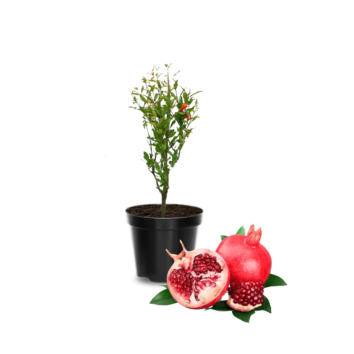 Pomegranate Plant in Half Gallon Pot, 1 Year Old Sweet Pomegranate Plant Live, Hardy, Fruit-Bearing Tree for Garden or Patio