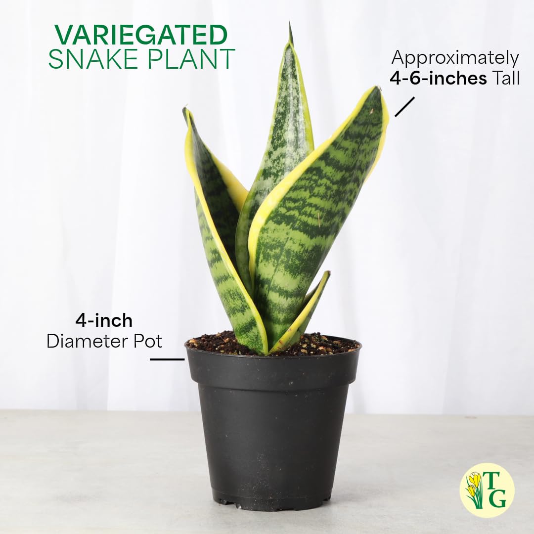 Thorsen's Greenhouse Variegated Snake Plant, Dracaena Trifasciata, Sansevieria, Mother-in-Law Tongue, Low Light, Easy to Grow, Live Indoor Plant, 4" Diameter Pot (Gold)