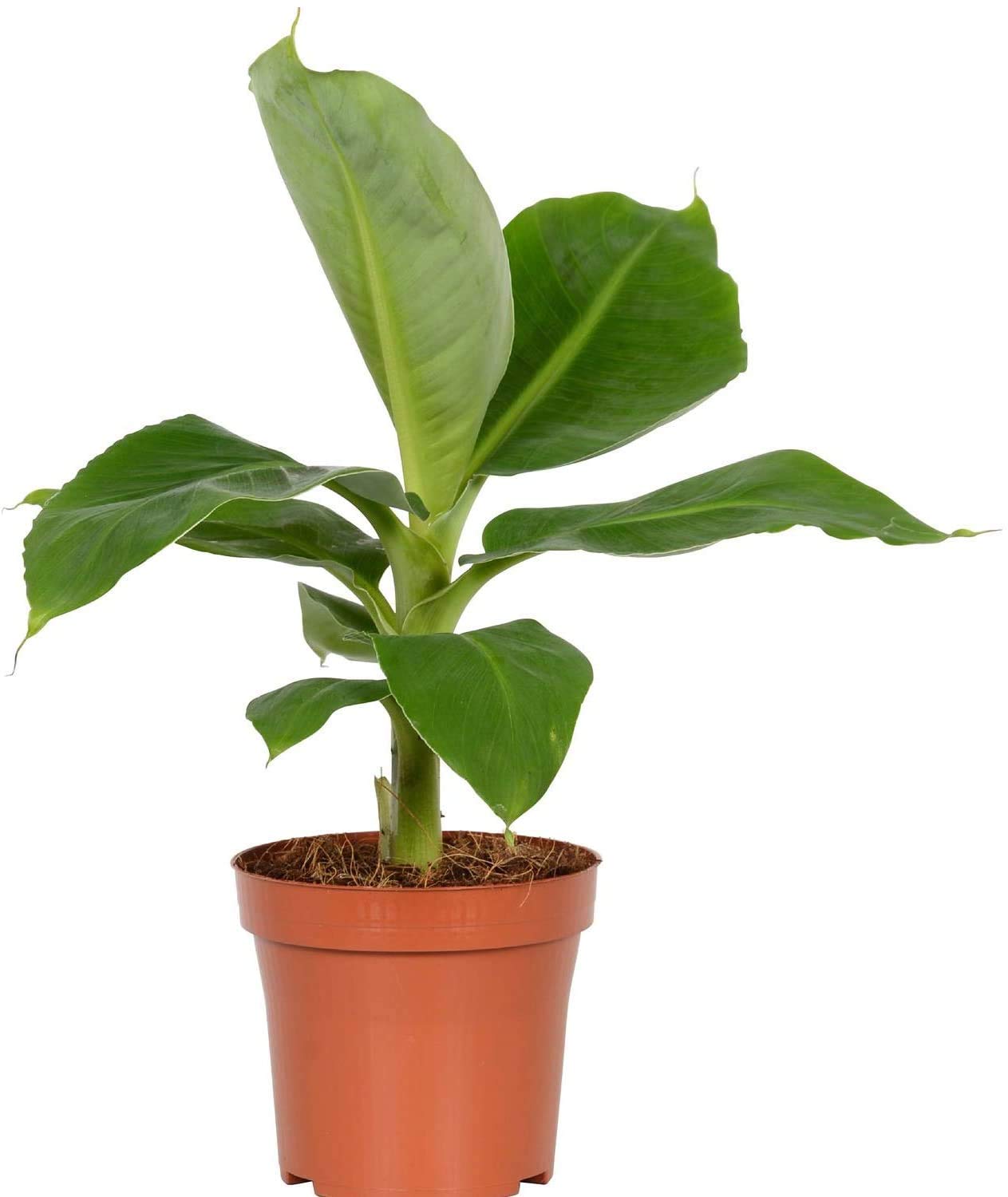 American Plant Exchange Dwarf Banana Plant – Live 6-Inch Potted Tropical Houseplant, Fast-Growing Fruit Tree with Lush Green Foliage for Indoor Jungle Décor, Patios, and Edible Gardens